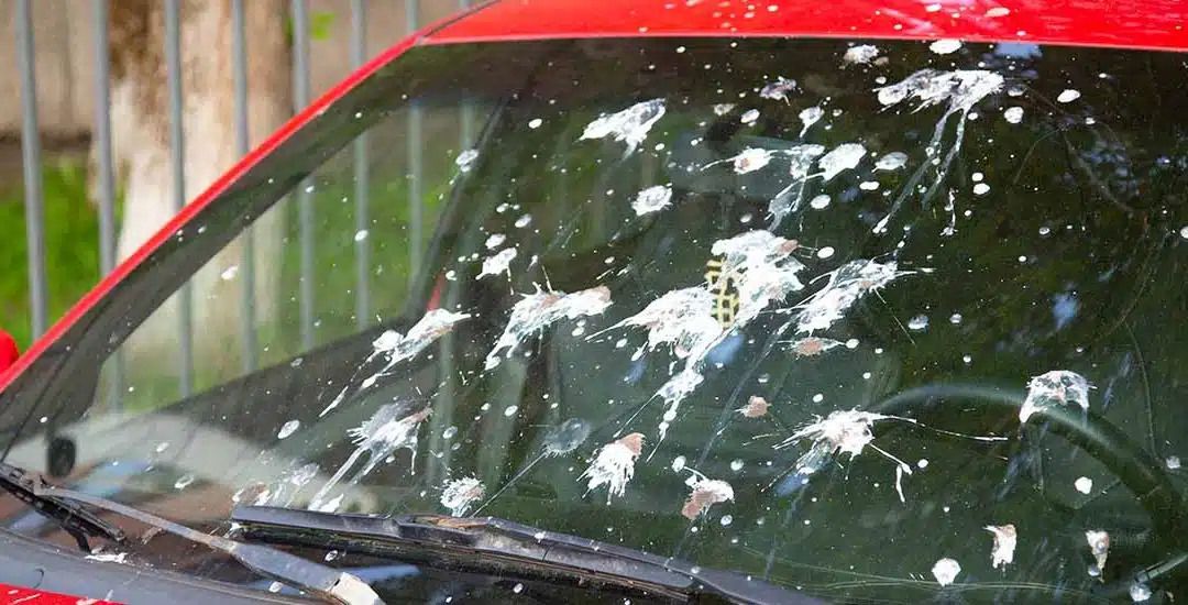 ¿Cómo limpiar el excremento de aves de las ventanas de tu carro?