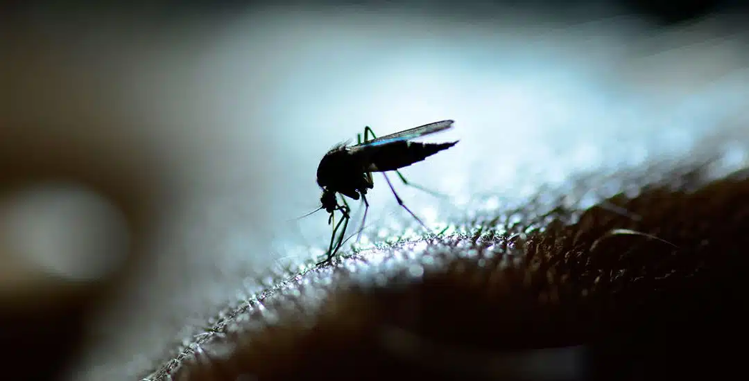 Mitos y verdades sobre el dengue