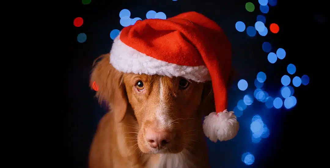 ¿Cómo afecta la pirotecnia a nuestras mascotas y cómo podemos ayudarlas?