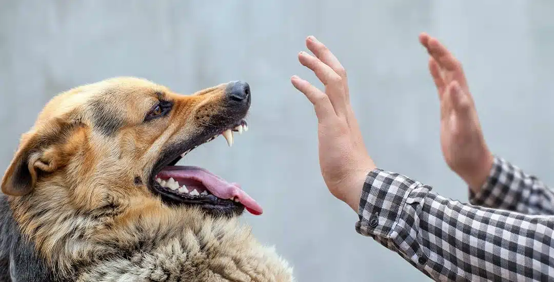 ¿Qué hacer si un perro con rabia me muerde?