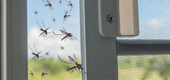 Cómo mantener tu hogar libre de insectos