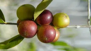 fruta amazónica