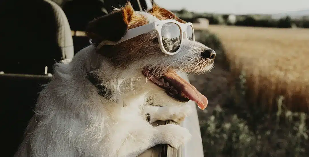 Conoce cómo viajar seguro con tu mascota en el auto