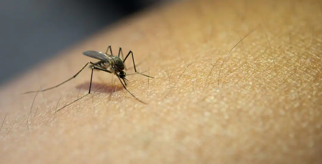 Dengue hemorrágico: síntomas y tratamiento