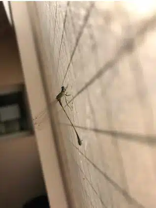 dengue mosquitos