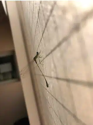 dengue mosquitos dengue mosquitos