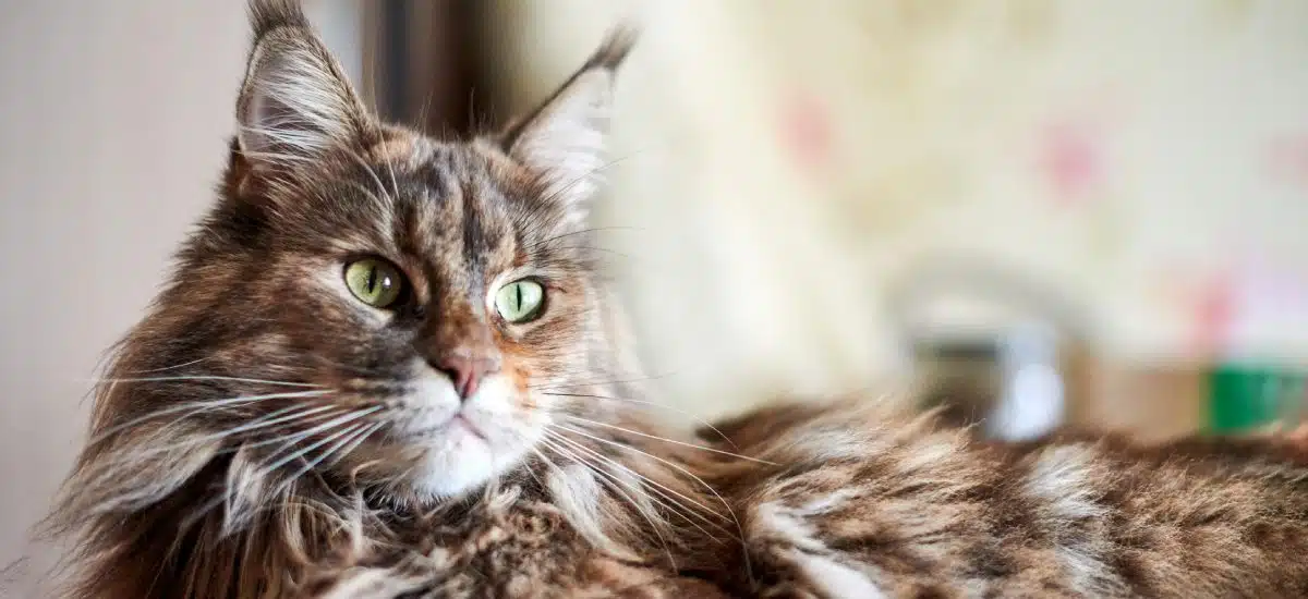dia-internacional-del-gato
