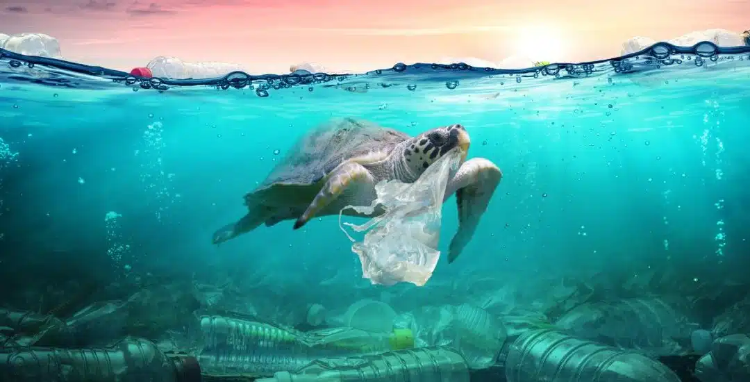 Día Mundial del Medioambiente: acciones que marcan la diferencia