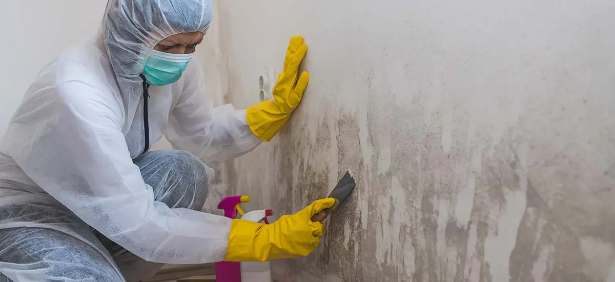 Cómo limpiar el moho de la pared: consejos para quitar la humedad