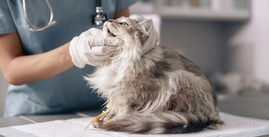 Hongo del gato: síntomas, tratamiento y cómo prevenirlo