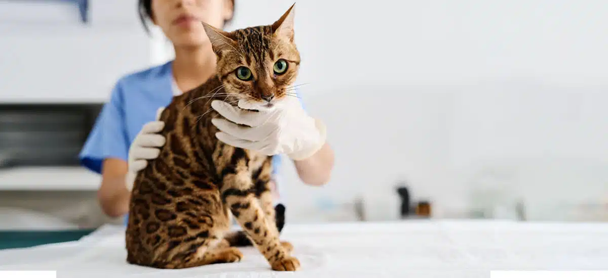 enfermedades transmiten gatos