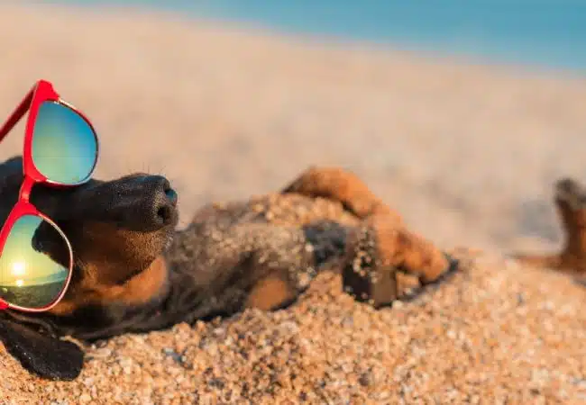 mapfre-cuidado-mascota-playa-verano-seguro-poliza