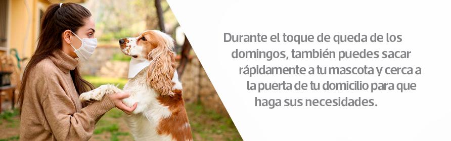 Coronavirus en Perú: Cómo cuidar a tu mascota