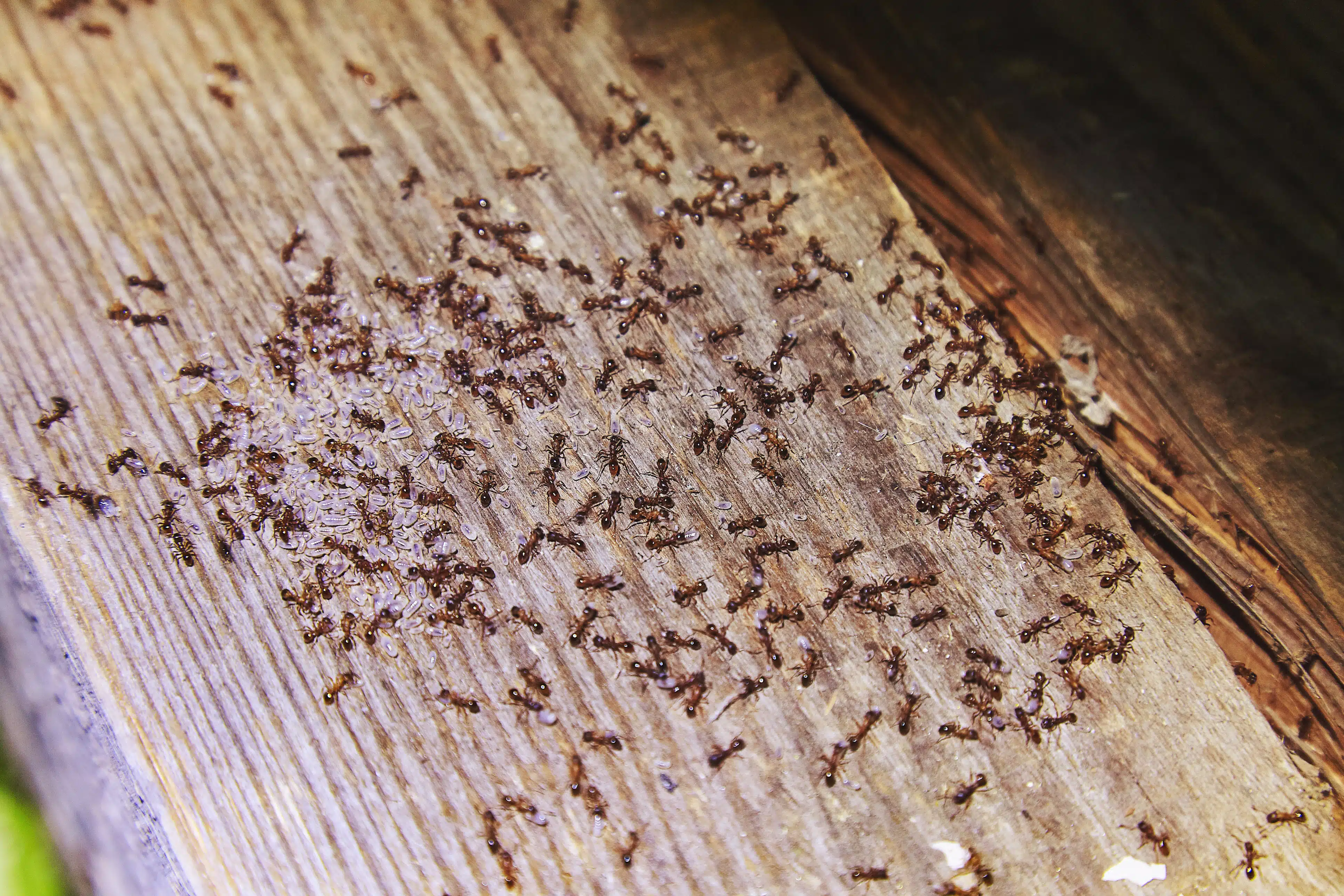 plaga de hormigas