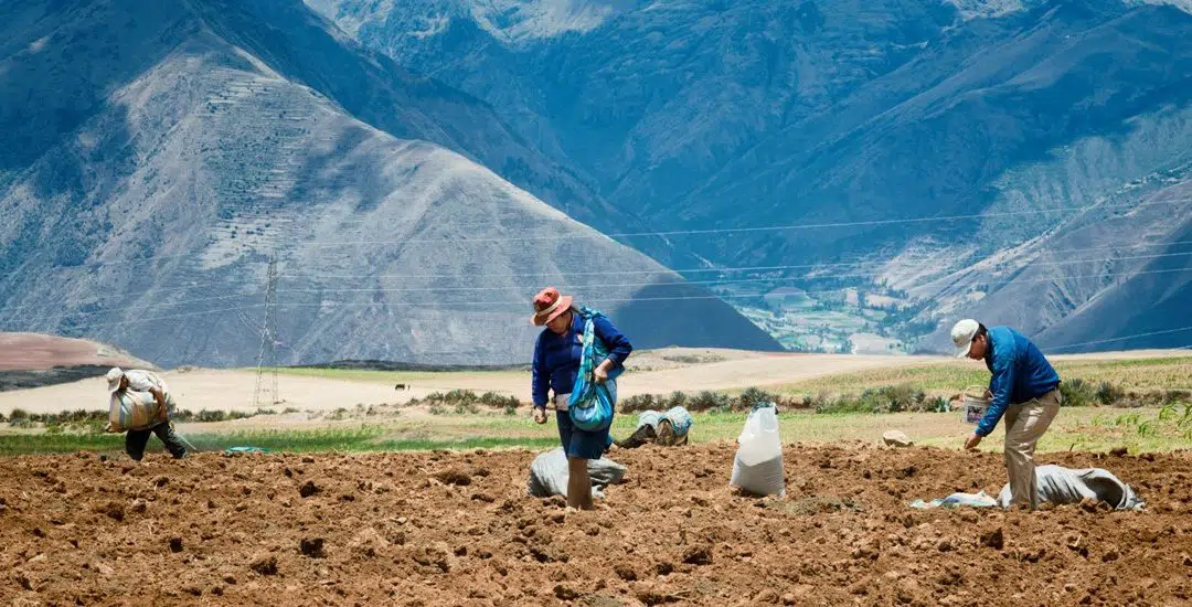 ¿Qué es un seguro agrícola y por qué es importante tenerlo?