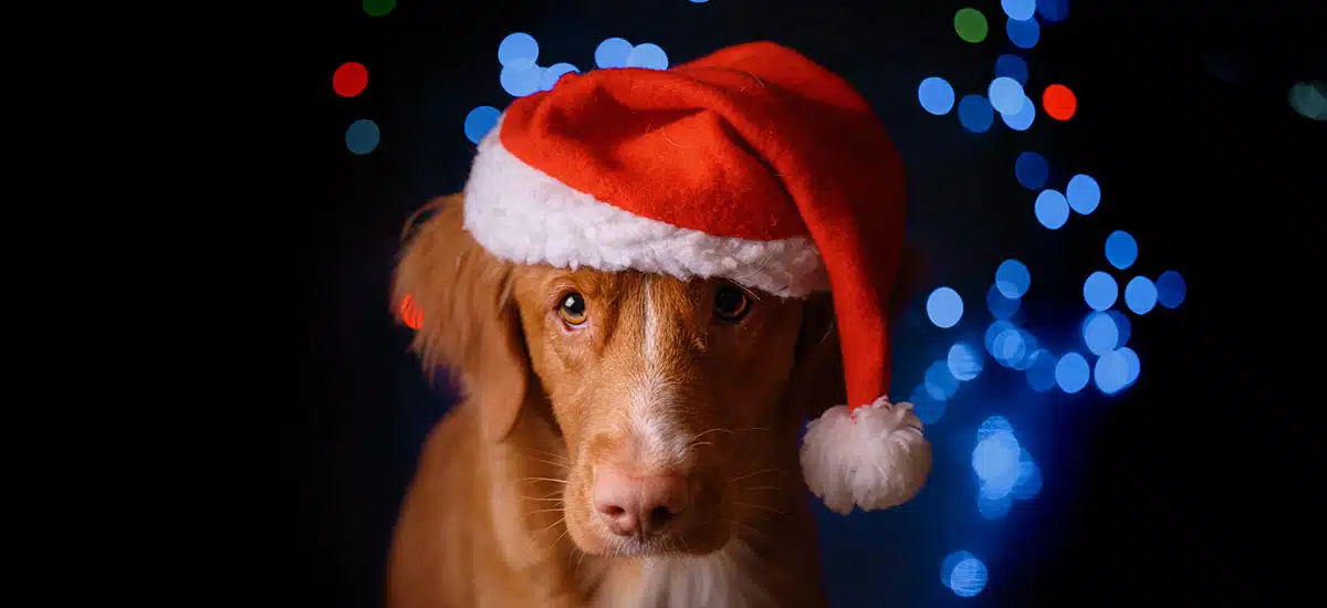 Navidad pirotecnia cuidado mascotas